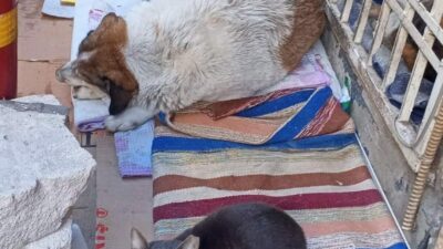 Halk arasında “kedi-köpek gibi” deyimiyle anlatılanın aksine, dondurucu soğuklar sokak