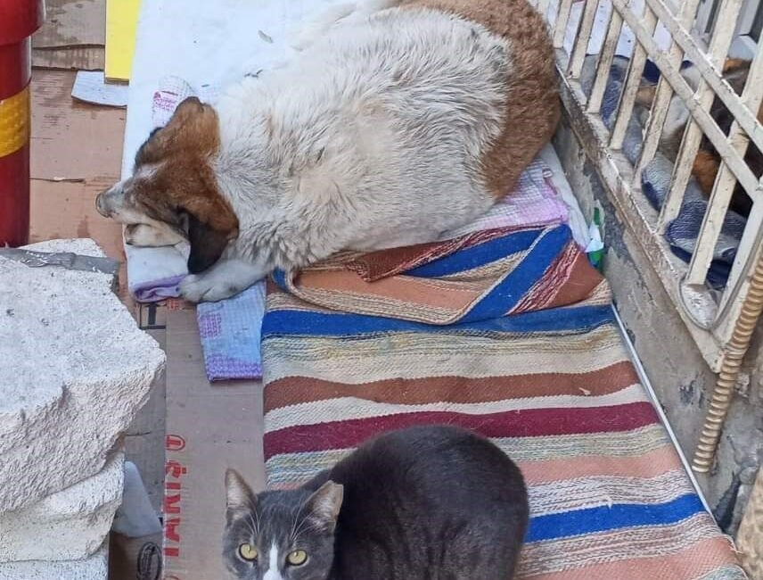 Halk arasında “kedi-köpek gibi” deyimiyle anlatılanın aksine, dondurucu soğuklar sokak