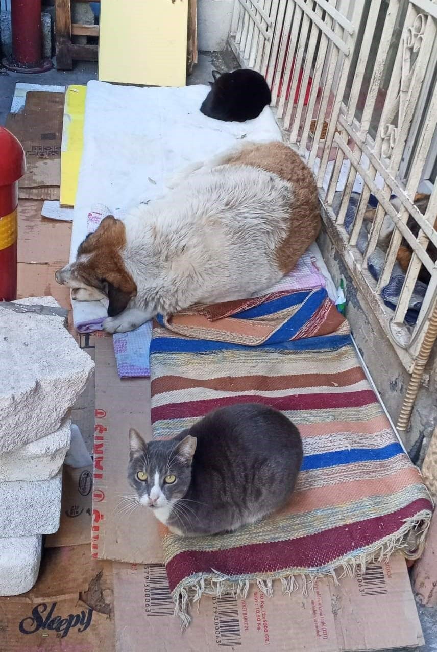 Halk arasında “kedi-köpek gibi” deyimiyle anlatılanın aksine, dondurucu soğuklar sokak