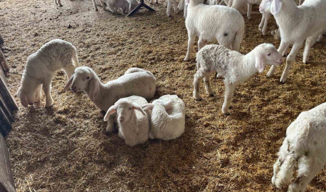 Denizli’nin Buldan ilçesinde hamilelik dönemi sona eren koyunlar doğum yapmaya