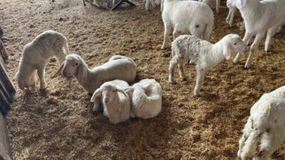 Denizli’nin Buldan ilçesinde hamilelik dönemi sona eren koyunlar doğum yapmaya
