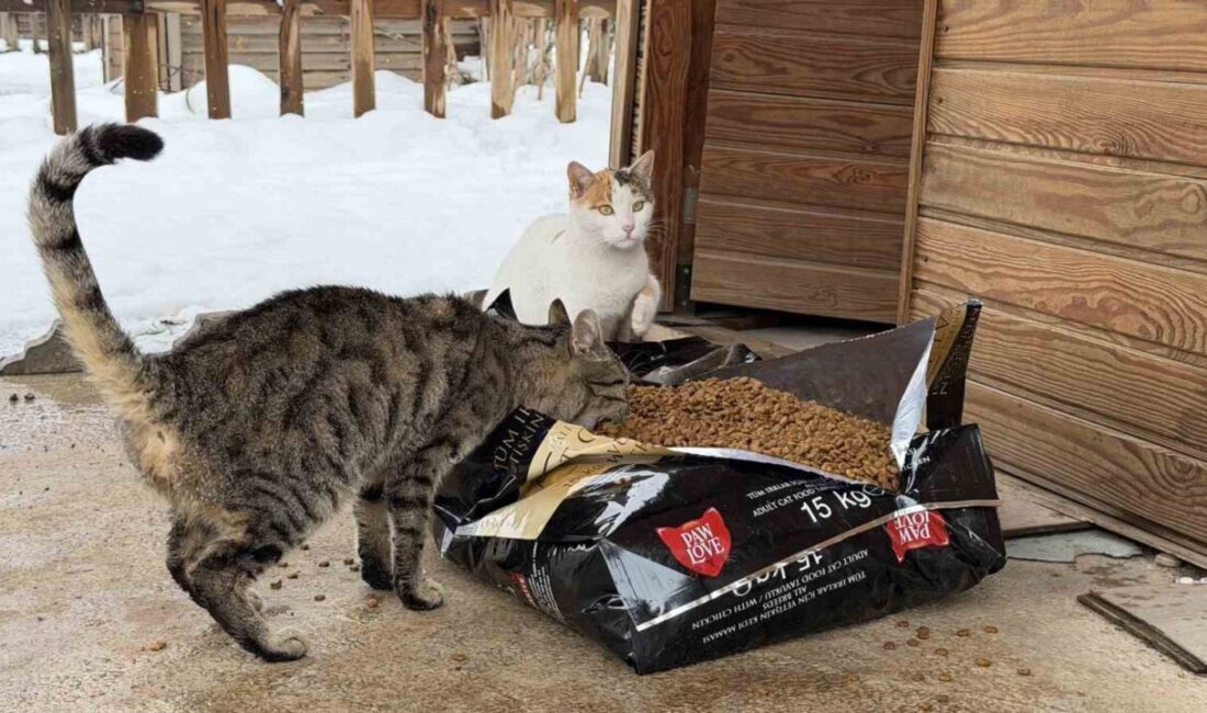 Kahramanmaraş Büyükşehir Belediyesi, olumsuz hava şartlarında yiyecek bulmakta zorlanan sokak