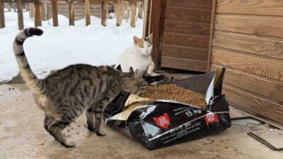 Kahramanmaraş Büyükşehir Belediyesi, olumsuz hava şartlarında yiyecek bulmakta zorlanan sokak