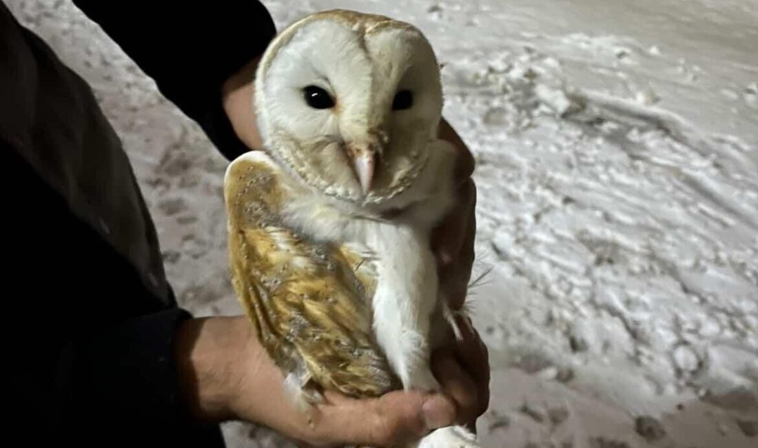 Diyarbakır’ın Çınar ilçesinde soğuklardan korunmak isteyen peçeli baykuş, büyükbaş hayvan