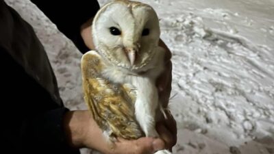 Diyarbakır’ın Çınar ilçesinde soğuklardan korunmak isteyen peçeli baykuş, büyükbaş hayvan