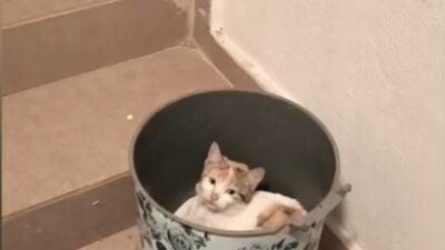 Osmaniye’nin Toprakkale ilçesinde soğuktan korunmak isteyen kedi apartman içerisindeki çöp