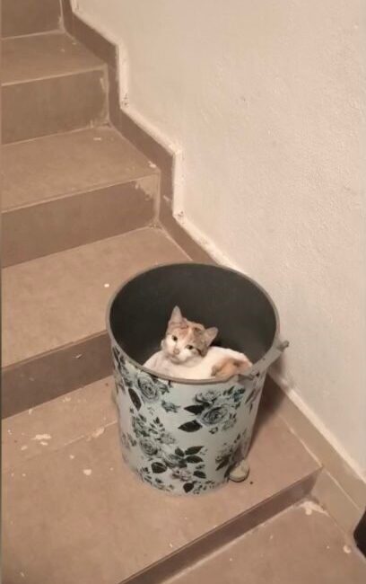 Osmaniye’nin Toprakkale ilçesinde soğuktan korunmak isteyen kedi apartman içerisindeki çöp
