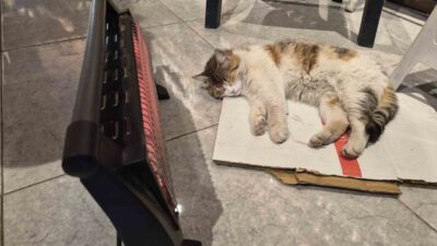 Eskişehir’de soğuktan üşüyen bir sokak kedisi, ısınmak için sığındığı bakkal