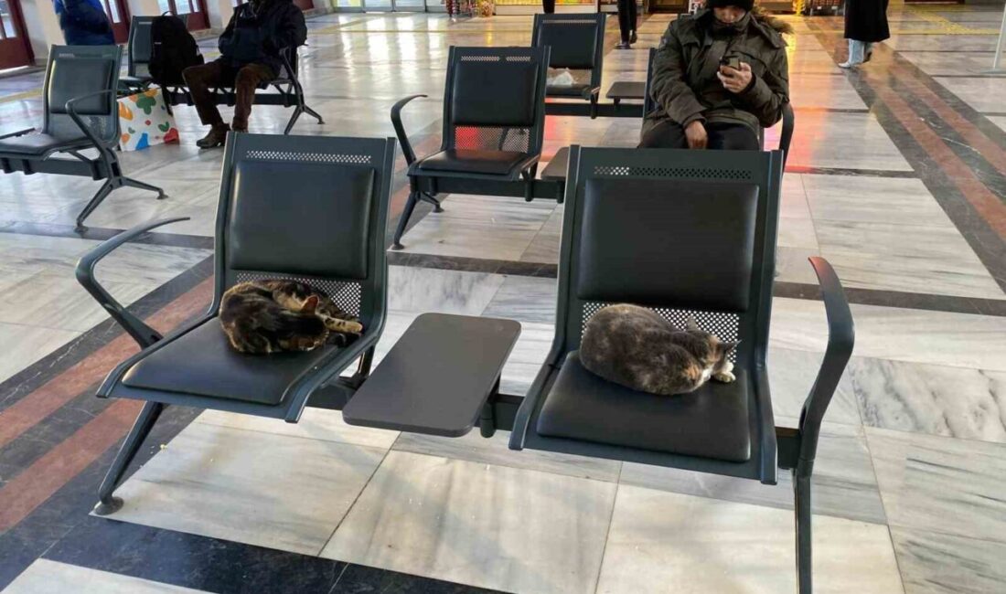 Eskişehir’de soğuktan üşüyen sokak kedileri, ısınmak için tren garına sığındı.