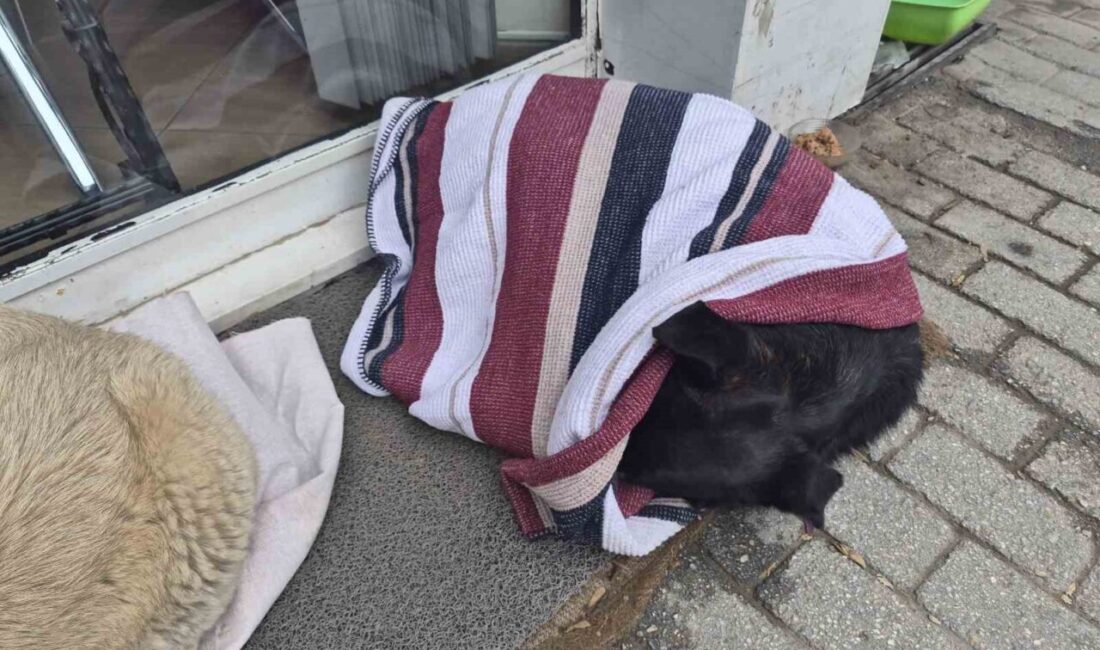 Eskişehir’de duyarlı bir vatandaş, soğuk havaların etkisinde kalan sokak köpeğinin