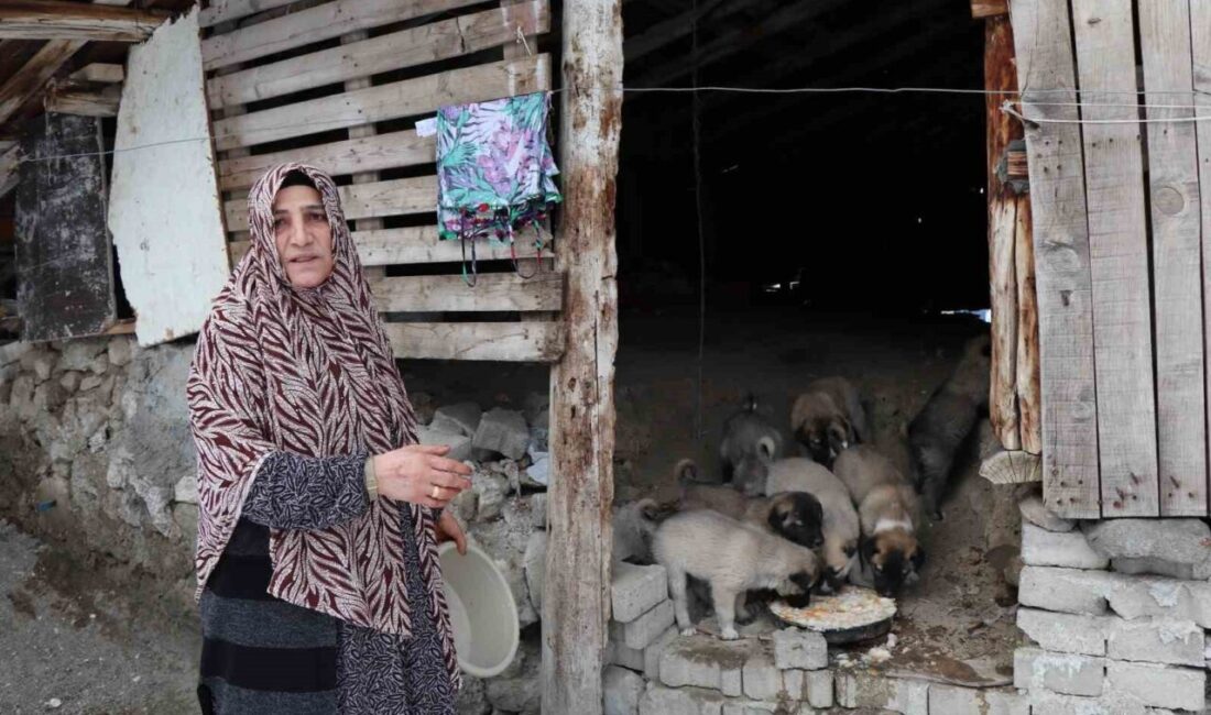 Erzurum’un Oltu ilçesinde bir sokak köpeği, eski bir evin çatısında