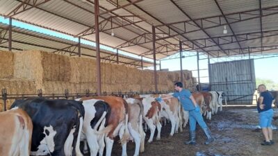 Aydın’ın Söke ilçesinde tespit edilen şap hastalığı sonrasında karantinaya alınan