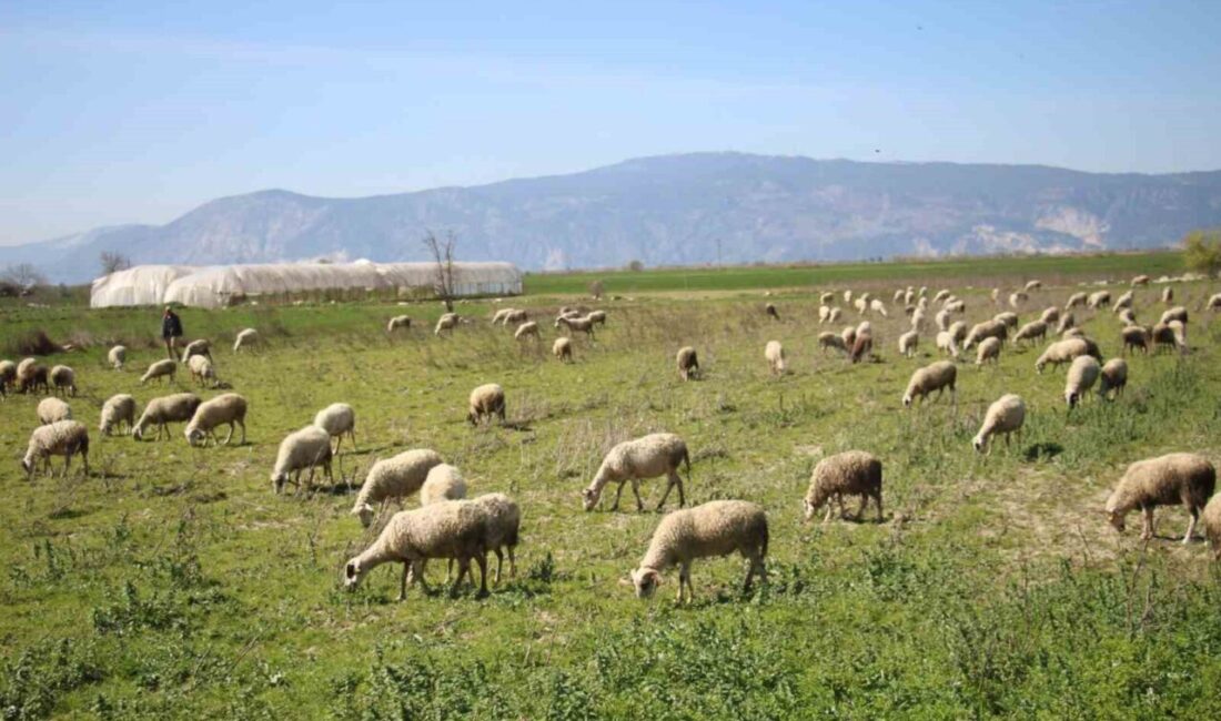 Söke İlçe Tarım ve Orman Müdürlüğü tarafından 2025 yılı 1.