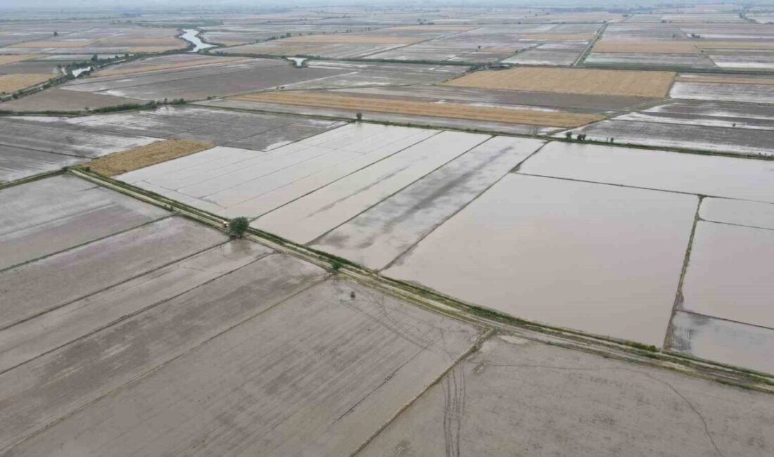 Söke’de 2026 Üretim Yılı ÇKS ürün beyanları açıklanırken, ilçede buğday,