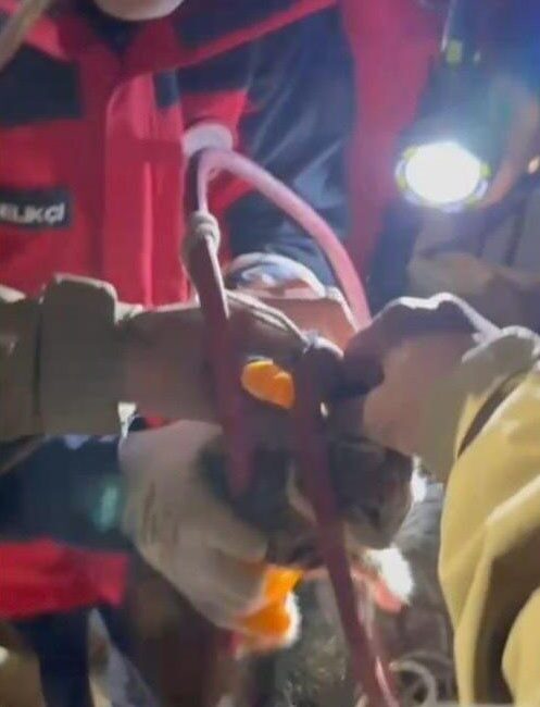 Balıkesir’in Ayvalık ilçesinde su pompası deliğinde mahsur kalan yavru kediyi