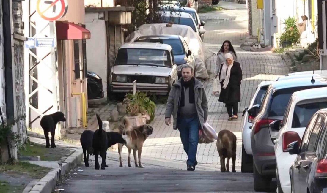 Samsun’da mezarlık ve çevresinde sürü halinde dolaşan başıboş köpekler, kendilerini