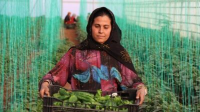 Tarımsal girdi fiyat endeksi (Tarım-GFE) yıllık yüzde 34,24 arttı, aylık