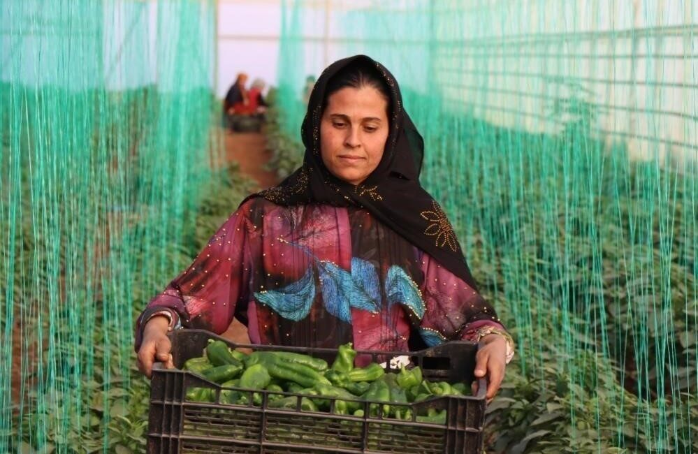 Tarımsal girdi fiyat endeksi (Tarım-GFE) yıllık yüzde 34,24 arttı, aylık