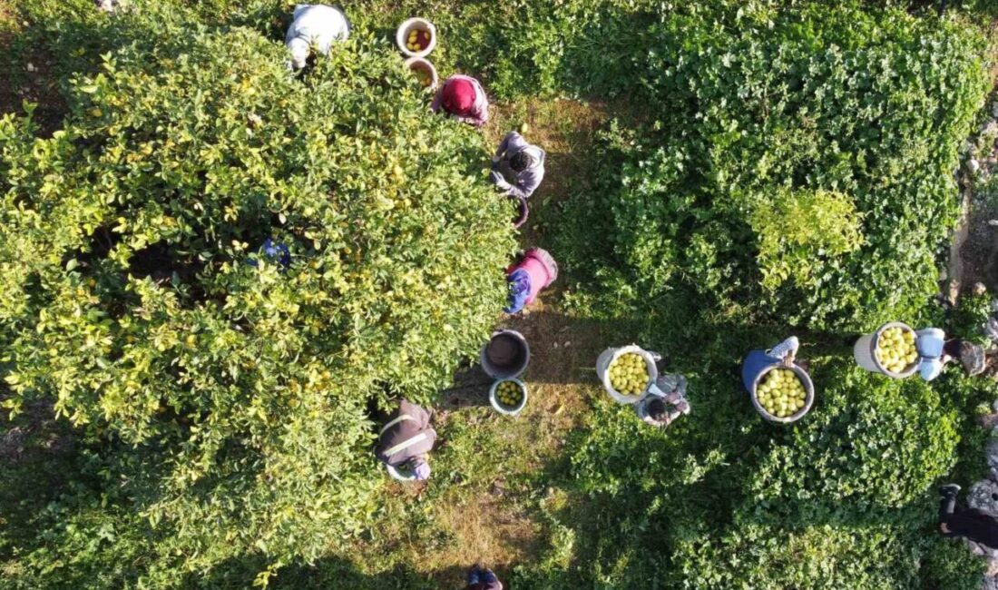 Tarım ürünleri üretici fiyat endeksi (Tarım-ÜFE), 2025 yılı Aralık ayında