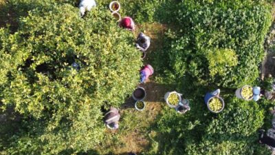 Tarım ürünleri üretici fiyat endeksi (Tarım-ÜFE), 2025 yılı Aralık ayında