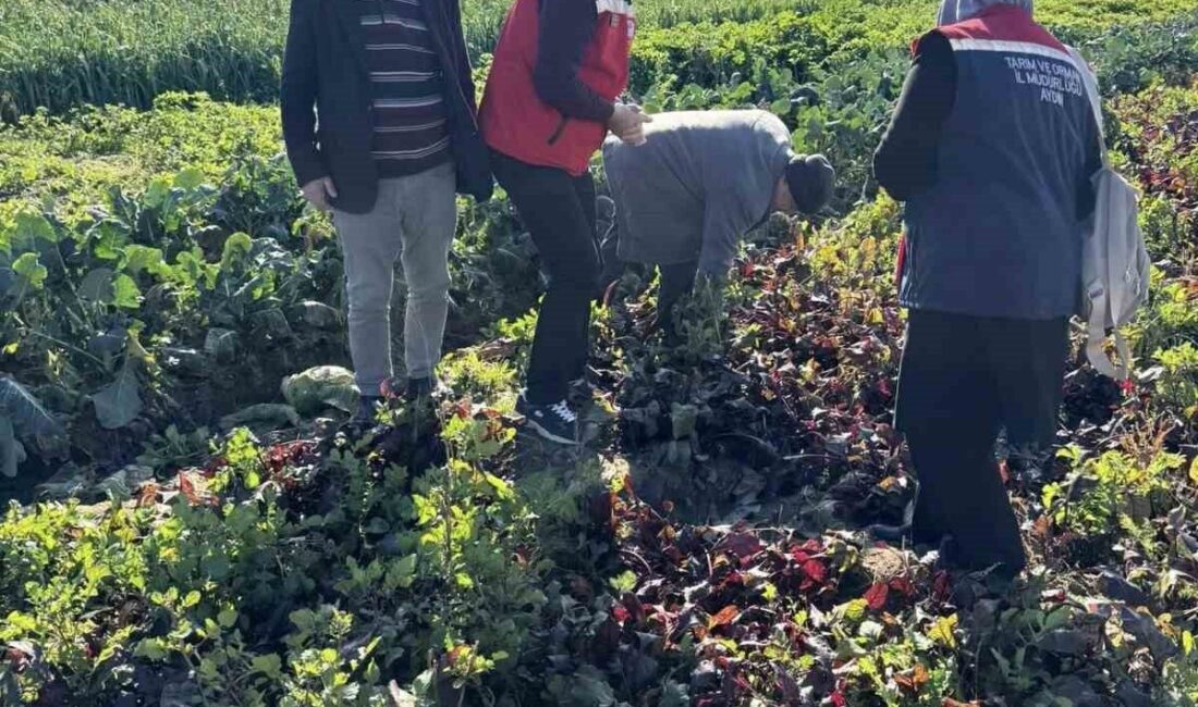 Efeler İlçe Tarım ve Orman Müdürlüğü ekipleri, Baltaköy Mahallesi’nde kimyasal