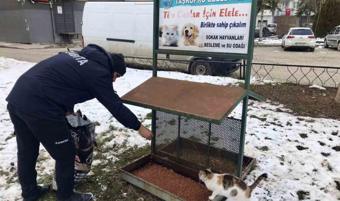 Taşköprü Belediyesi ekipleri tarafından kış mevsimi sebebiyle yiyecek bulmada zorlanan