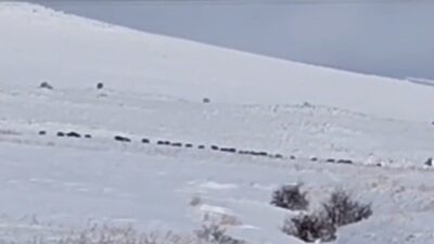 Bitlis’in Tatvan ilçesine bağlı Kıyıdüzü ve Sarıkum köyleri kırsal alanında