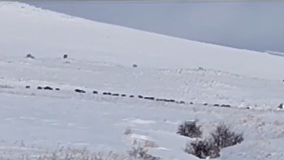 Bitlis’in Tatvan ilçesine bağlı Kıyıdüzü ve Sarıkum köyleri kırsal alanında