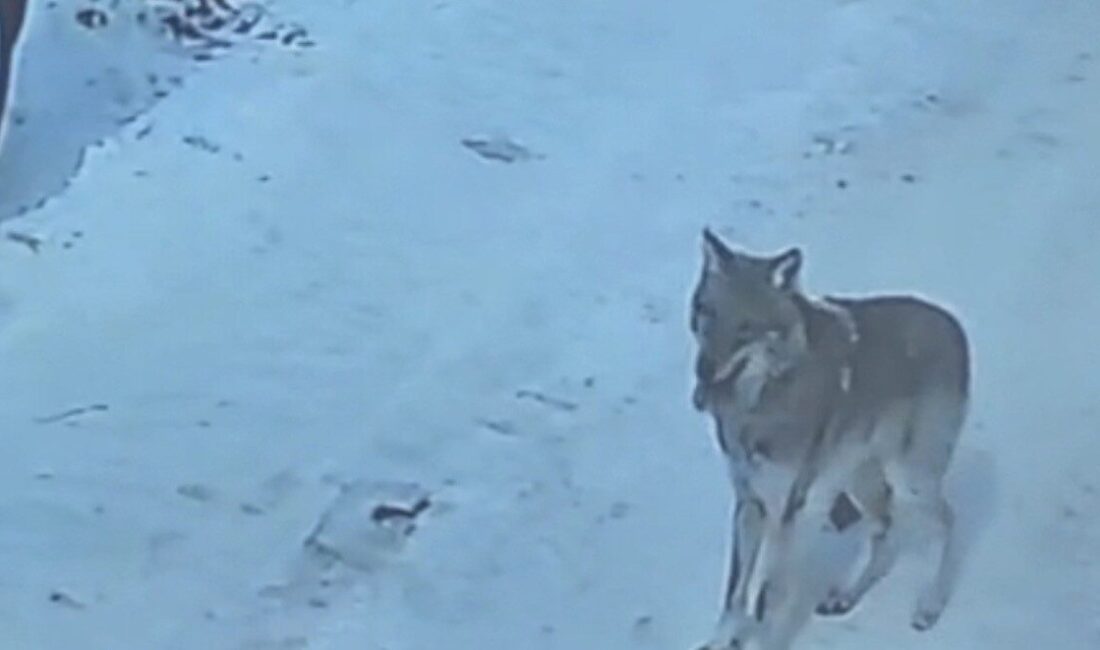 Bitlis’in Tatvan ilçesinde gündüz saatlerinde kurdun site çevresinde süre dolaştığı