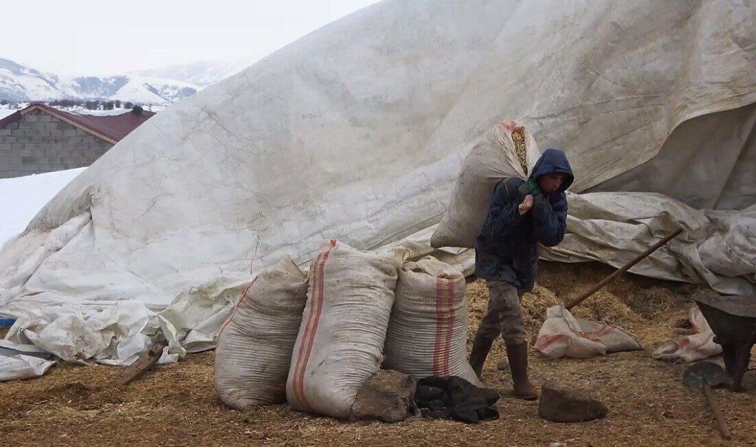 Bitlis’in Tatvan ilçesine bağlı Kıyıdüzü köyü’nllnde hayvancılıkla uğraşan köy sakinleri,