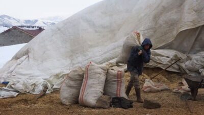 Bitlis’in Tatvan ilçesine bağlı Kıyıdüzü köyü’nllnde hayvancılıkla uğraşan köy sakinleri,