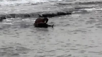 Nesli tehlike altında bulunan su samuru, Tekirdağ sahil kesiminde balık