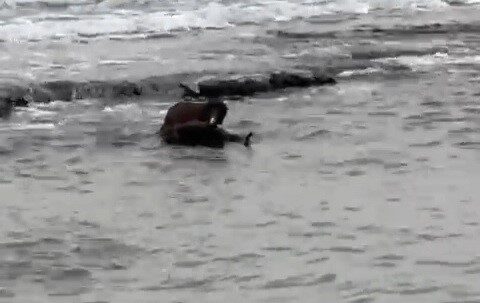 Nesli tehlike altında bulunan su samuru, Tekirdağ sahil kesiminde balık