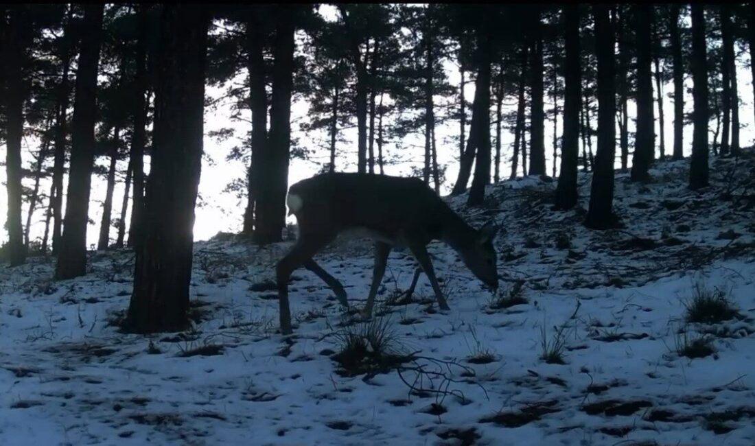 Tekirdağ’ın Ganos Dağı eteklerinde kurulan fotokapanlar sayesinde ormanlık alanda yaşayan