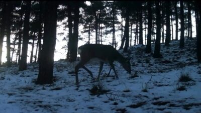 Tekirdağ’ın Ganos Dağı eteklerinde kurulan fotokapanlar sayesinde ormanlık alanda yaşayan