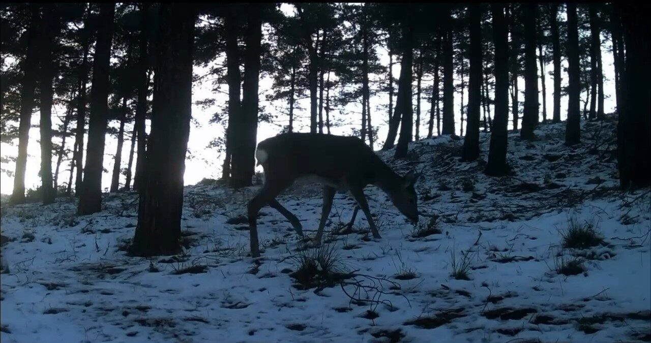 Tekirdağ’ın Ganos Dağı eteklerinde kurulan fotokapanlar sayesinde ormanlık alanda yaşayan
