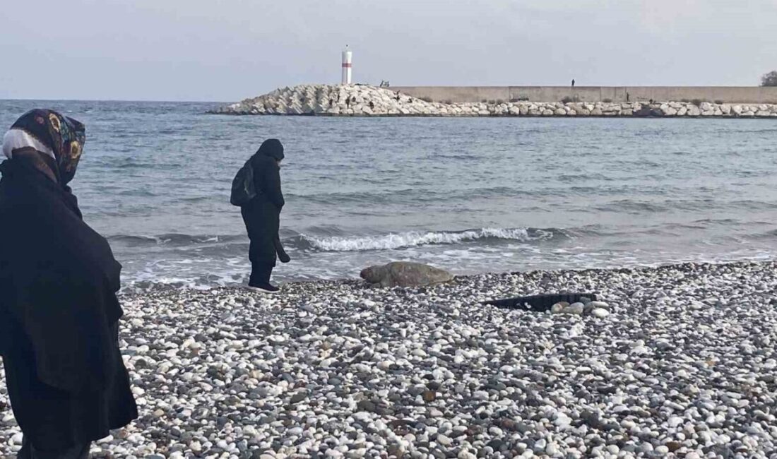 Mersin’in Erdemli ilçesinde halk plajına nesli tükenme tehlikesi altında olan