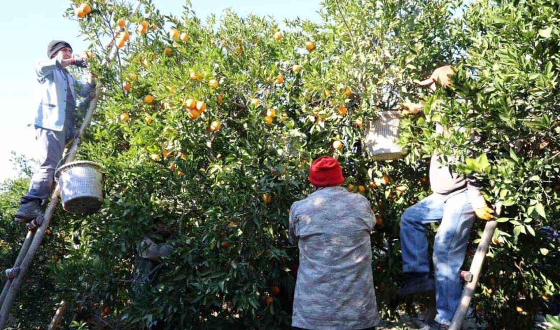 Adana’nın Kozan ilçesinde coğrafi işaret ile lezzeti tescilli Kozan portakalında