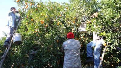 Adana’nın Kozan ilçesinde coğrafi işaret ile lezzeti tescilli Kozan portakalında