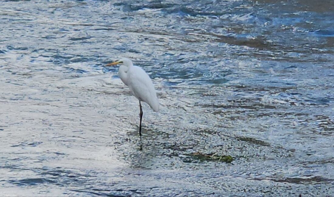 Malatya’nın Darende ilçesindeki Tohma Çayı’nı mesken tutan balıkçıl kuşu, fotoğrafçıların