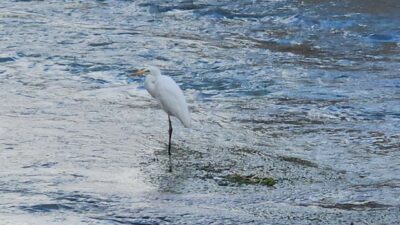 Malatya’nın Darende ilçesindeki Tohma Çayı’nı mesken tutan balıkçıl kuşu, fotoğrafçıların