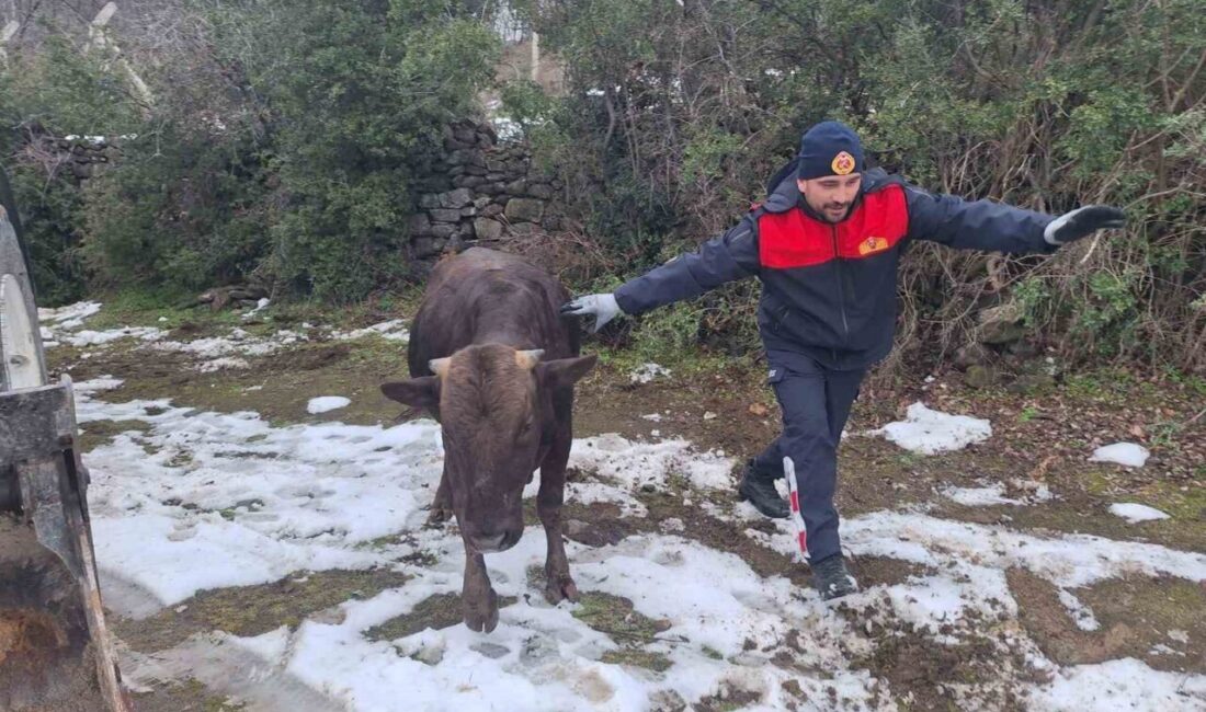 Tokat’ın Niksar ilçesinde su kuyusuna düşen bir inek, itfaiye ekiplerinin