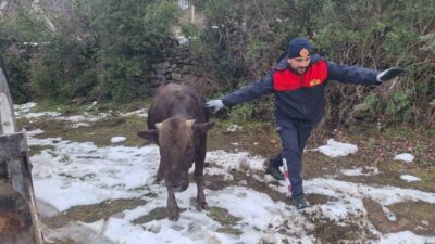 Tokat’ın Niksar ilçesinde su kuyusuna düşen bir inek, itfaiye ekiplerinin