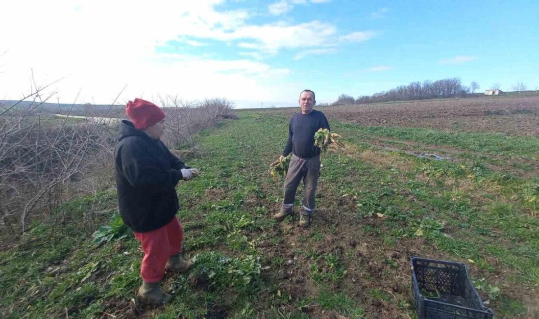 Edirne’nin Uzunköprü ilçesinde çiftçilik yapan aile, yılın dört mevsimi tarlada