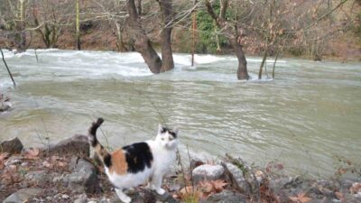 Antalya ve çevresinde son günlerde etkili olan sağanak yağışlar ve
