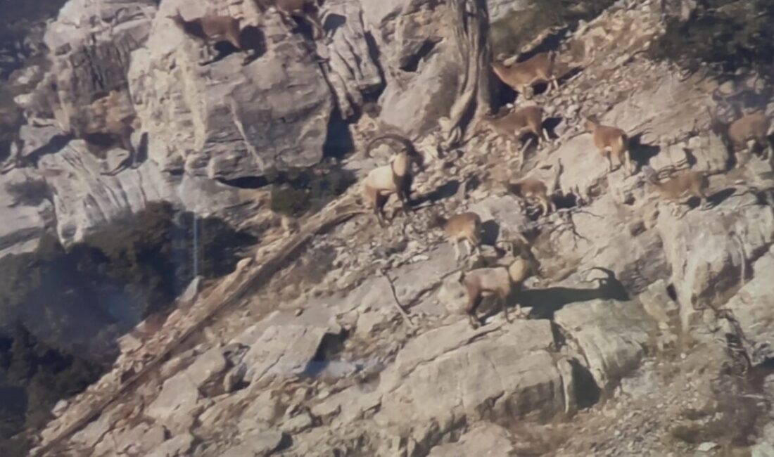 Mersin sınırlarında Toroslarda koruma altında bulunan yaban keçileri yakından takip
