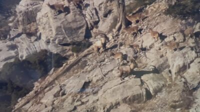 Mersin sınırlarında Toroslarda koruma altında bulunan yaban keçileri yakından takip