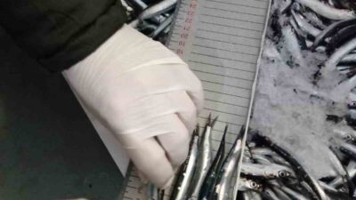 Balık stoklarının korunması ve sürdürülebilir balıkçılığın sağlanması amacıyla Trabzon İl