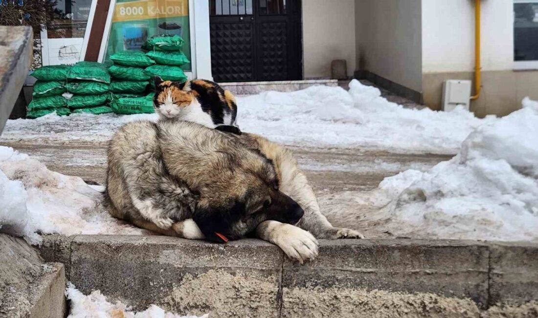 Tunceli’de soğuk havada bir kedinin, uyuyan bir köpeğin sırtında durduğu
