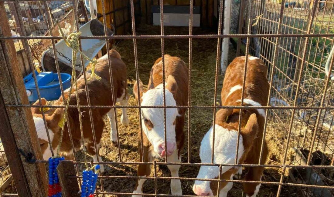 Edirne merkeze bağlı Orhaniye köyünde bir işletmede dünyaya gelen üçüz